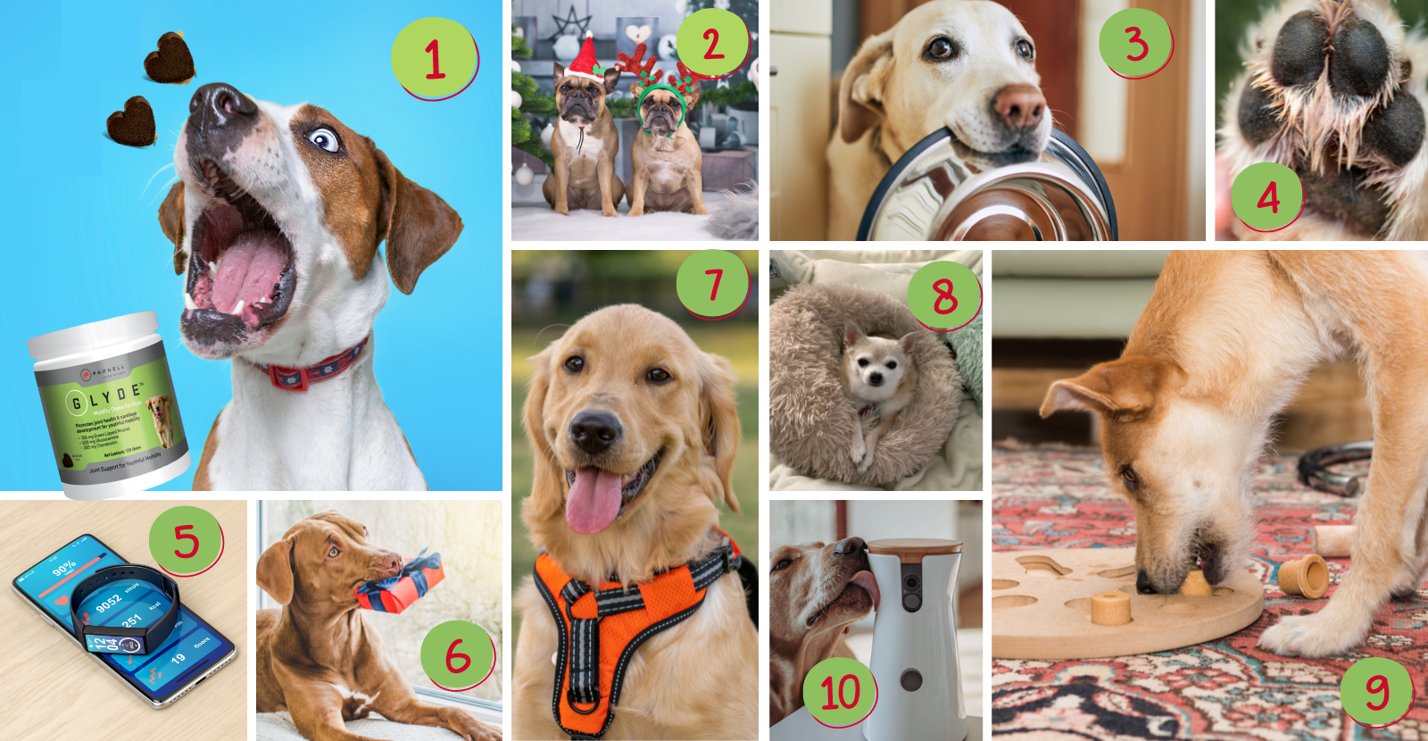 Top 10 Best Dog Christmas Gift Ideas in 2023 | Pethiggs